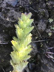 Euphrasia subarctica