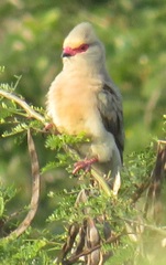 Urocolius indicus transvaalensis