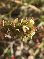 Euphrasia subarctica