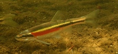 Redside Dace photo 2