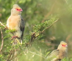 Urocolius indicus transvaalensis