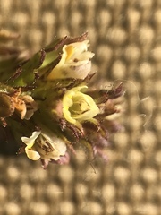Euphrasia subarctica