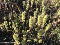 Euphrasia subarctica