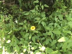 Helianthus debilis image