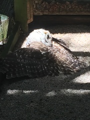 Strix