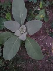 Verbascum thapsus