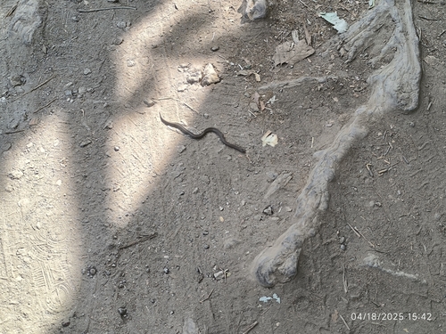Lined Tolucan Ground Snake