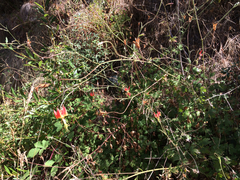 Aquilegia eximia