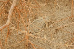 Phrynosoma mcallii