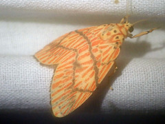 Barsine cornicornutata