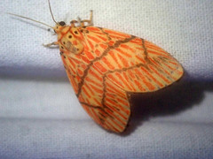 Barsine cornicornutata