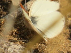Colotis antevippe gavisa
