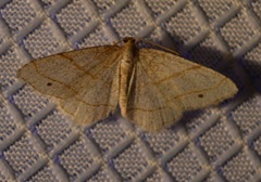 Trigrammia quadrinotaria