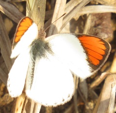 Colotis antevippe gavisa