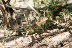 Cnemidophorus cryptus