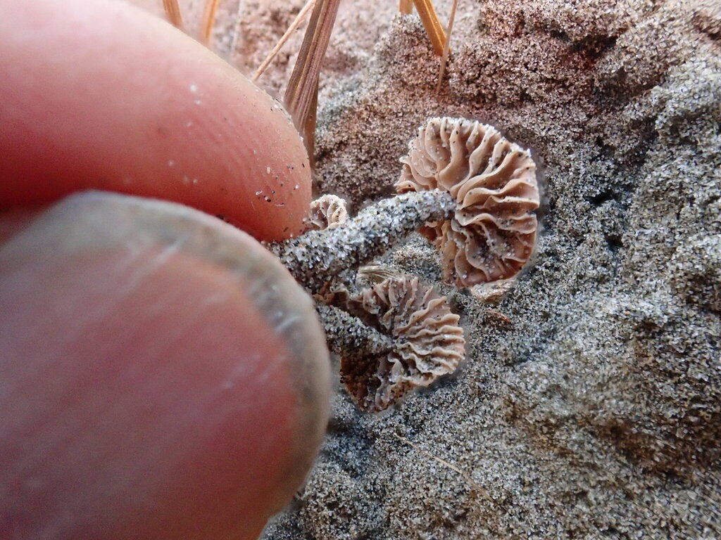 Paramarasmius mesosporus · April 2025 · photo: © arnim (iNaturalist, cc-by)