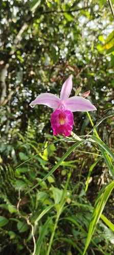 Bamboo Orchid