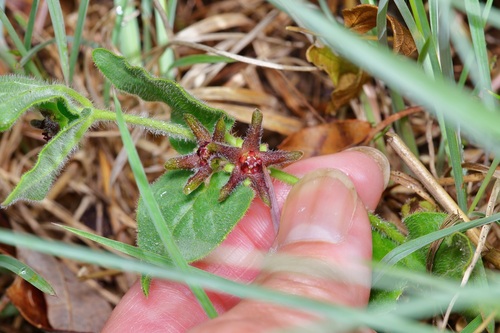 Image of Matelea biflora by (c) Michelle W. （鍾偉瑋）, some rights reserved (CC BY)