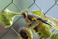 Carduelis carduelis