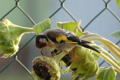 Carduelis carduelis