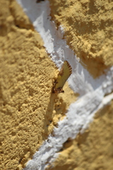 Chalcopasta territans