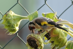 Carduelis carduelis