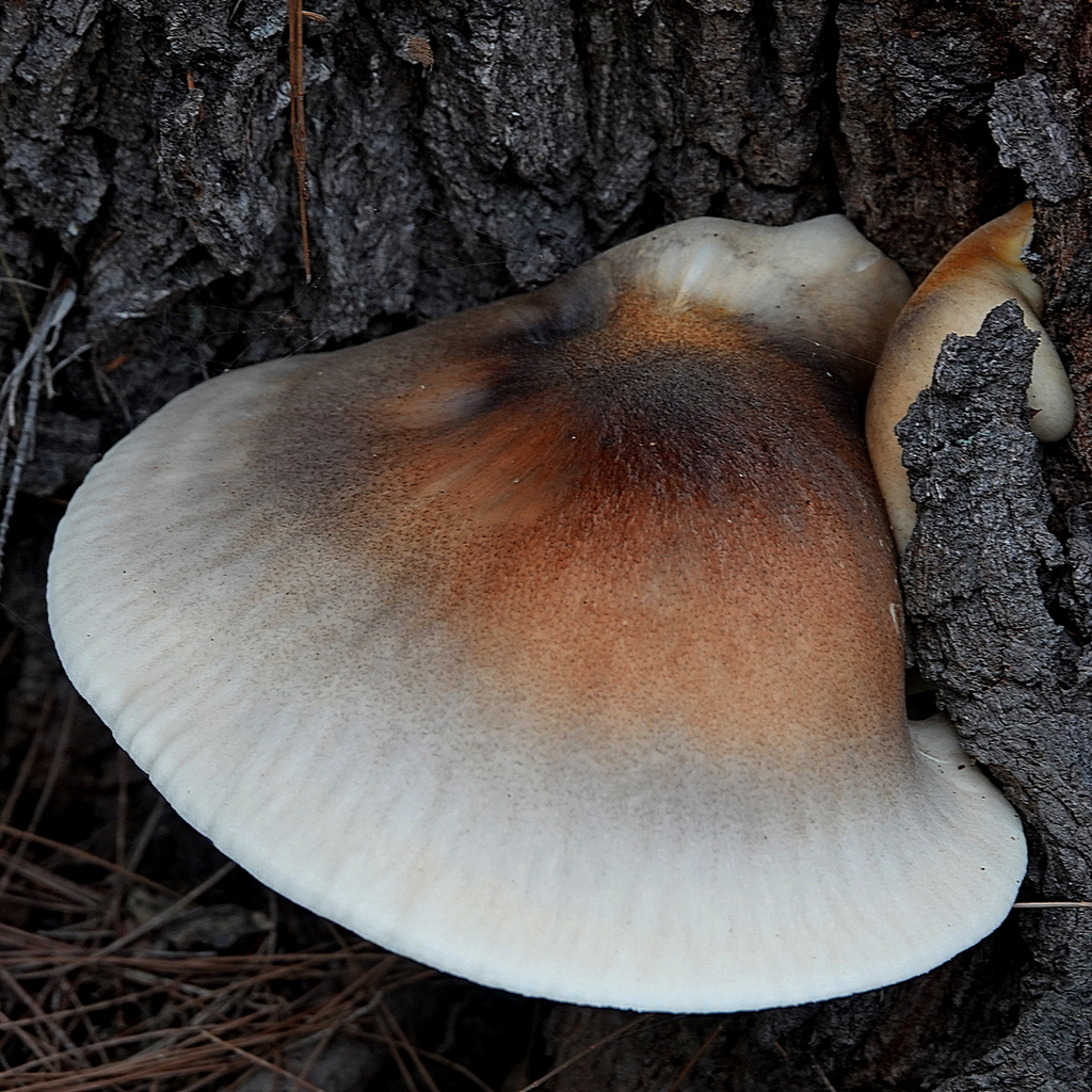 Omphalotus nidiformis · April 2025 · photo: © maxcampbell (iNaturalist, cc-by-nc)