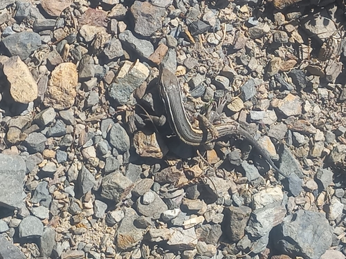 Brilliant Tree Iguana, Liolaemus alticolor