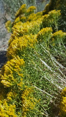 Chrysothamnus viscidiflorus viscidiflorus