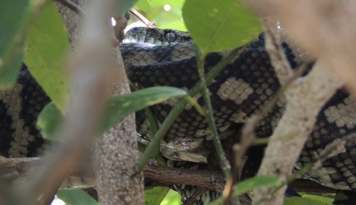Coastal Carpet Python sighting