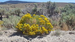 Chrysothamnus viscidiflorus viscidiflorus