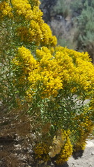 Chrysothamnus viscidiflorus viscidiflorus