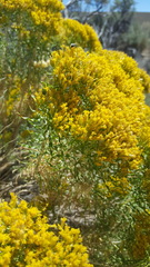 Chrysothamnus viscidiflorus viscidiflorus