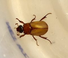 Cyclocephala melanocephala