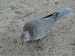 Streptopelia decaocto