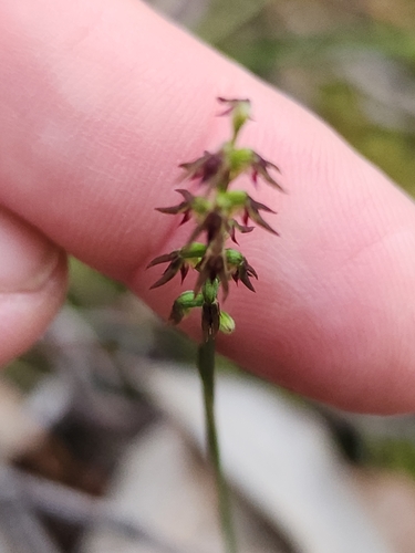 Image of Genoplesium despectans by (c) Paul Winthrop, some rights reserved (CC BY)
