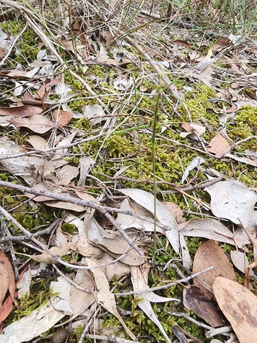 Image of Genoplesium despectans by (c) Paul Winthrop, some rights reserved (CC BY)