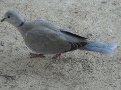 Streptopelia decaocto
