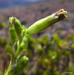 Silene struthioloides