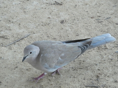 Streptopelia decaocto