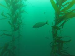 Caulolatilus princeps