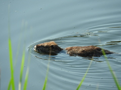 Myocastor coypus