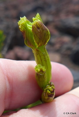 Silene struthioloides