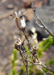 Silene struthioloides