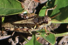 Melanoplus fasciatus