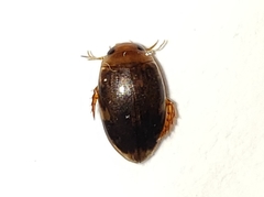 Laccophilus proximus