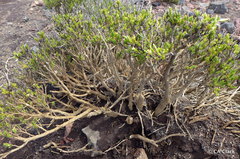 Silene struthioloides