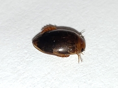 Laccophilus proximus