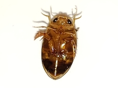 Laccophilus proximus