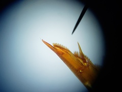 Laccophilus proximus